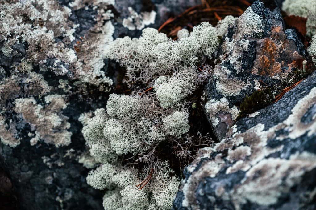 White reindeer lichen growing between rocks in Lapland