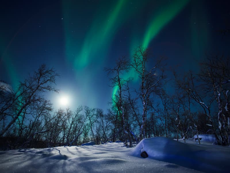 Northern lights over the Arctic forest