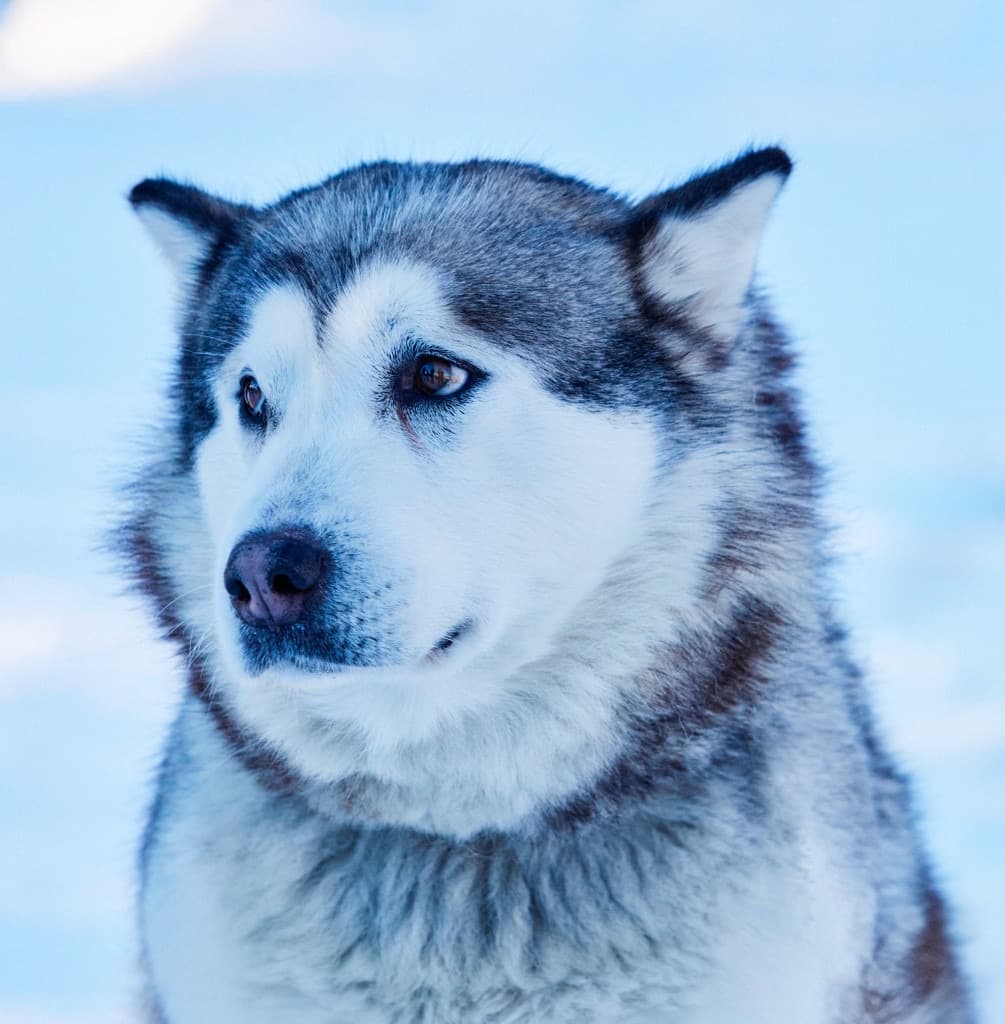 Alaskan malamute in the winter light